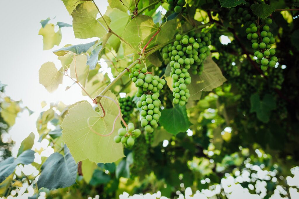 Agrivoltaïsme, panneaux solaires et vignes