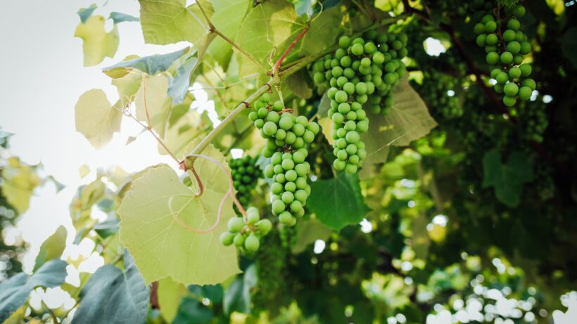 Agrivoltaïsme, panneaux solaires et vignes