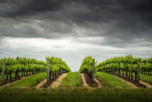 Intempérie dans les vignes